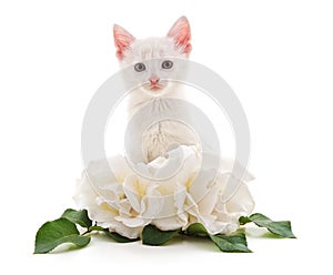 White roses and a cat