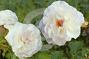 White roses with cream shade on a green blurred background