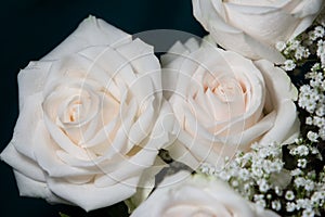 White roses on dark background