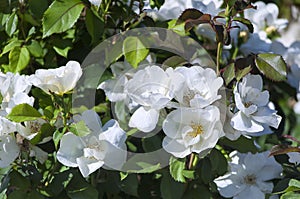 White roses at elizabeth park on a sunny day