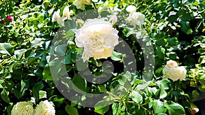 White roses, flower bed, gardening. Flowers, nature. Summer, warm weather. Video HD modern