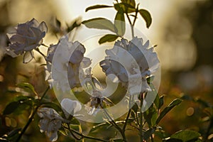 White roses flowers blossom awe nature outdoors garden park at sunset summer