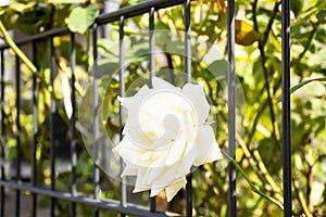 White roses flowers in garden of house