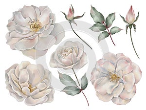 White roses flowers with leaves in watercolor style isolated on white background.