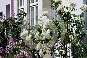 White roses in front of a house