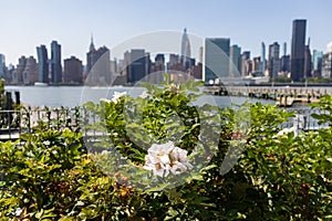 White Roses at Gantry Plaza State Park in Long Island City Queens with the Midtown Manhattan Skyline in the Background during Summ