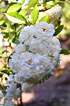 Beautiful branch filled with white roses photo