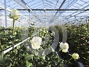 White roses in glass greenhouse under blue sky in holland