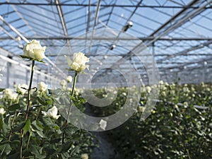 White roses in glass greenhouse under blue sky in holland