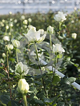 White roses in glass greenhouse under blue sky in holland