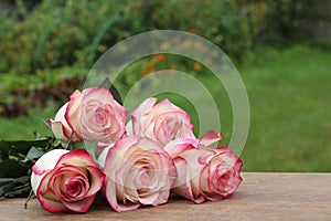 White roses on a green garden background. Mother`s day card. Women`s Day. Summer card with flowers. Happy Birthday