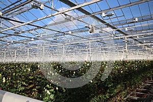 White roses are growing in nursery greenhouse in Moerkapelle, the Netherlands