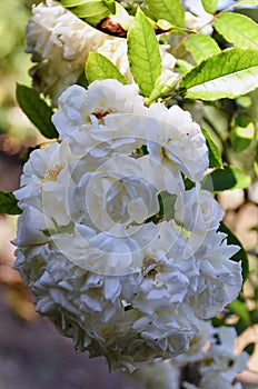 White roses hanging in the garden photo