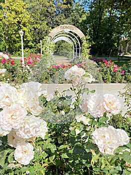 White roses and lots of greenery