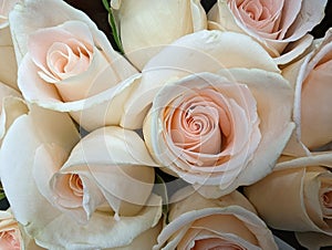 White Roses for Love and Peace