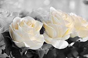 White roses made of cloth but of remarkable beauty