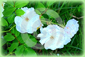 White roses. Midsummer in the garden. Nice flowers in a sunny day and green landscape