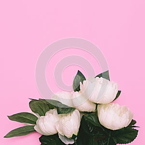 White Roses on pink Minimal Art Design