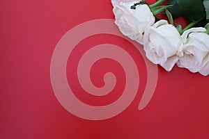 White Roses on red background. Romantic composition concept for Valentine`s Day, Anniversary, Events.