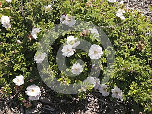 White roses in summer streets