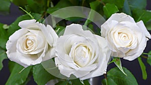 White roses