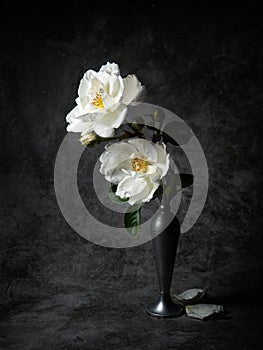 White roses in a vase, chiaroscuro style. photo
