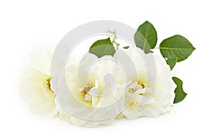 White Roses White Background