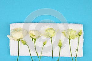 White roses on a white towel on a blue background. open and closed buds, place for an inscription. invitation lette