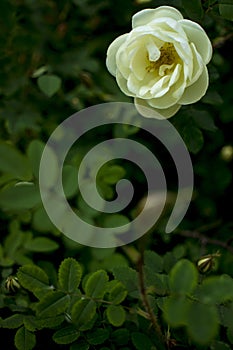 white roseship flower on a dark green background. Copy space