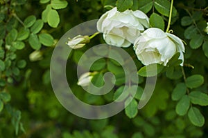 white roseship flower on a dark green background. Copy space