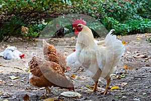 The white roster in a farm