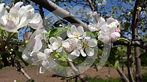 White and rosy flowers of apple tree