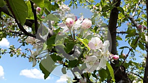 White and rosy flowers of apple tree and blue sky