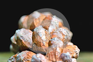 White rot fungi on a pine cone