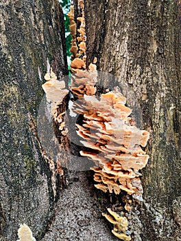 the white rot fungus