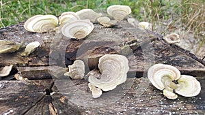White rot fungus, Trametes hirsuta AA-017 is a fungus that produces Laccase and MnP with high activity