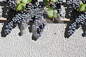 White roughcast background texture