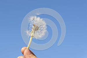White round dandelion with some seeds blowing away on background of bright blue sky,