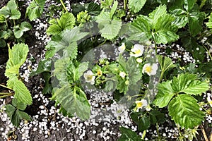 White round hailstones lie on strawberry garden,