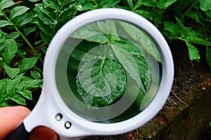 White round magnifier increases the green leaf of the plant