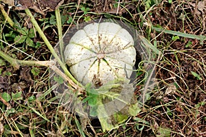 White round ornamental gourd planted in local urban garden surrounded with partially dried plants