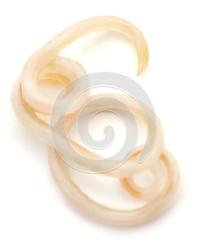 White roundworm parasite