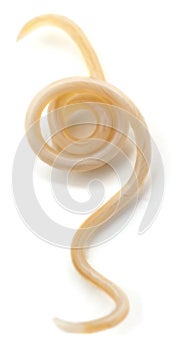 White roundworm parasite