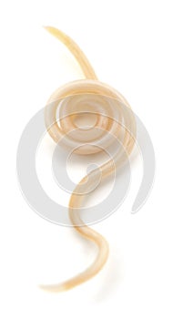 White roundworm parasite