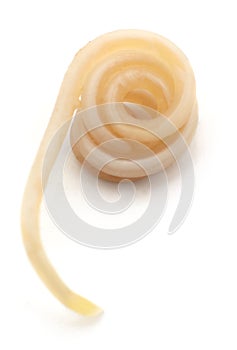 White roundworm parasite