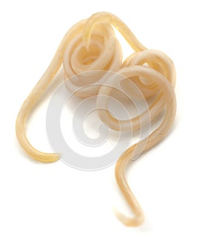 White roundworm parasite