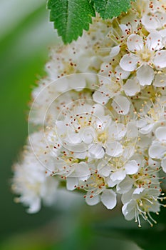 White Rowan Flowers Close-Up