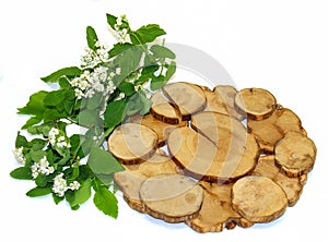 White Rowan flowers and fresh leaves, juniper stand under a hot isolated