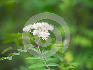 White rowan inflorescence on a sunny day