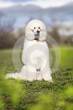 White royal poodle with a curious look and open mouth sitting with obedience in nature